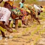 Senegalese order halts farming by Gambians near border, sparking calls for dialogue